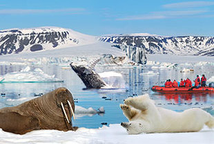 Spitzbergen Kreuzfahrt – Die Tierwelt der Tundra