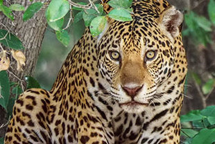 Pantanal-Fotoreise „Jaguar garantiert“