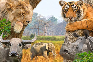 Die Big Five Indiens