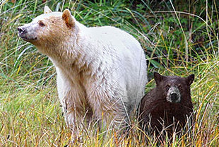 Geisterbären, Wale & Wildnis