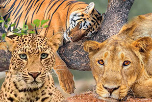 Indiens große Raubkatzen