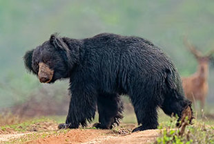 Geheimtipp Nagarhole