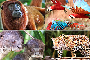 Tambopata – Regenwald der Papageien