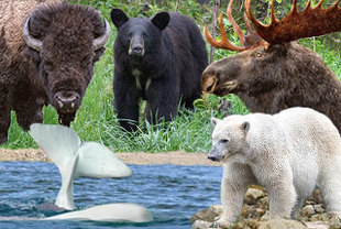 Die Big Five Kanadas