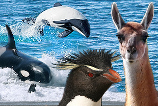 Orcas und die Tierwelt Patagoniens