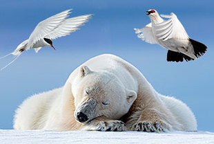 Spitzbergen – Eisbären Spezial
