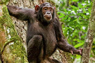 Die große Naturreise mit Ruanda
