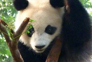 Im Bergwald der Pandabären