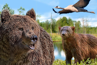 Vielfraß und Braunbär in Nordkarelien