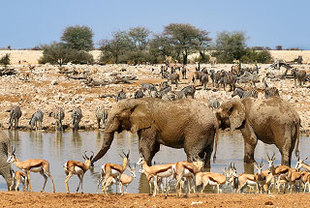 Von Kapstadt nach Windhoek als Campingreise 