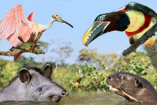 Rundreise „Naturparadiese Pantanal & Chapada”