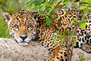 Jaguare und die Tiere des Pantanal
