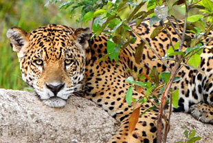 Jaguare und die Tiere des Pantanal