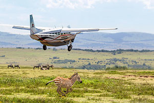 Das ultimative Tiererlebnis als exklusive Flugsafari
