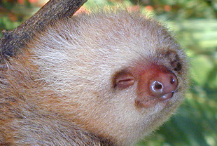 Vulkane & Karibik