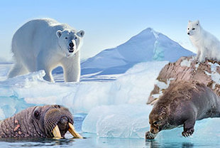 Spitzbergen – Kreuzfahrt um den Spitzbergen Inselarchipel