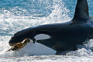 Die Jagd der Orcas