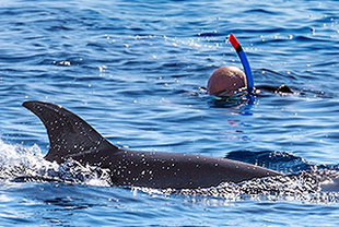 Schwimmen mit Delfinen