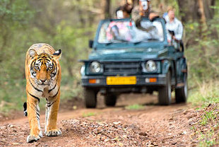 Nordindien Rundreise „Im Reich des Indischen Tigers”