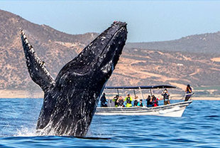 Grauwale und die Baja California