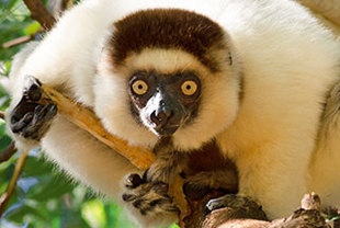 Rundreise „Einzigartiges Madagaskar"