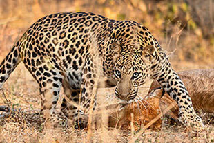 Fotoreise „Tiger, Leoparden & reizvolle Landschaft”