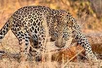 Indischer leopard