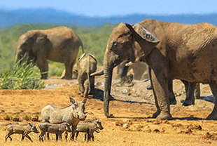 Private Flugreise mit Okavango Delta & Chobe NP